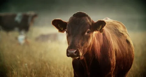 A calf of a beef breed of cows stands in the field in the early morning and look 스톡 동영상 158338366