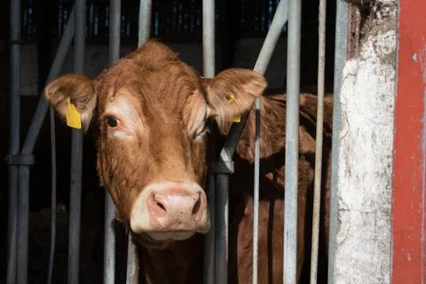 Calf behind bars Stock Photos