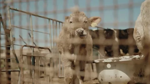 Calf behind a fence Stock Footage 320268192