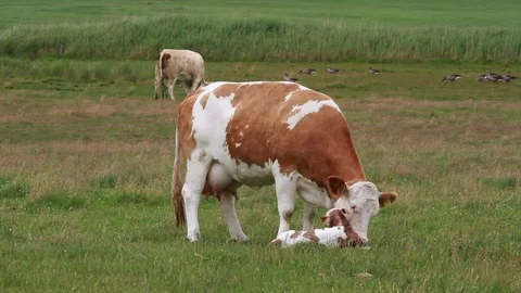 Calf birth Stock Footage 99075383