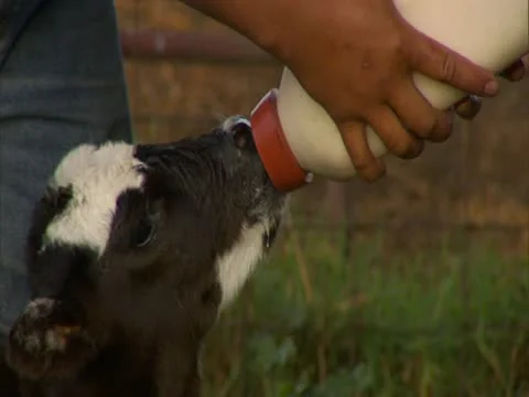 Calf Bottle Feeding Stock Footage 22243754