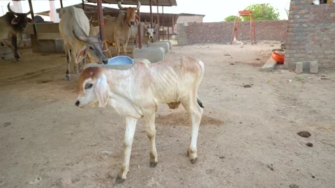Calf in Brick Cattle Shed Stock Footage 325205286