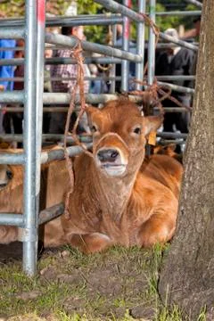 A calf at the cattle fair. Stock Photos