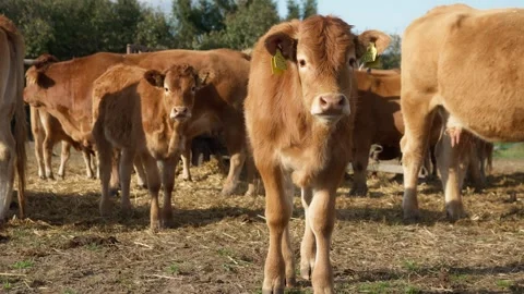 A calf with a Cattle tags on its ears sniffs and looks around on livestock farm. Stock Footage 289541657
