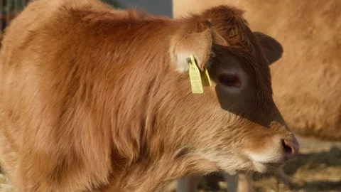A calf with a Cattle tags on its ears sniffs and looks around on livestock farm. Stock Footage 289541664