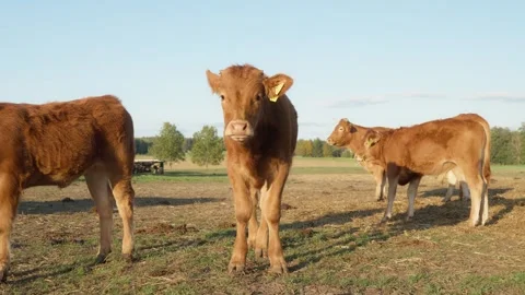 A calf with a Cattle tags on its ears sniffs and looks around on livestock farm. Vídeos de archivo 289541875