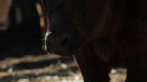 Calf Chewing Cud in Corral During Cattle Branding Stock-Footage 35181668