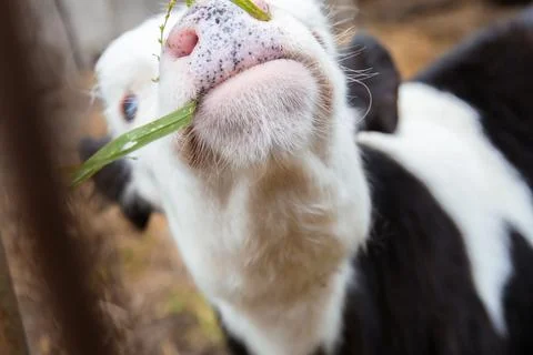 Calf chewing grass.Close-up of a calf's muzzle. Stock Photos
