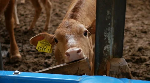 Calf chewing things in the barn, South Korea Stock Footage 64173216