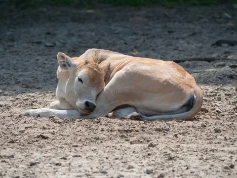 Calf Chilling Stock Photos
