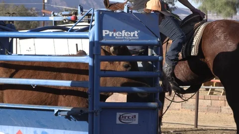 Calf in Chute 2 Stock Footage 94396476