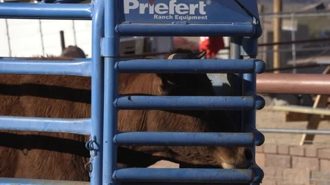 Calf in Chute Stock Footage 94396493