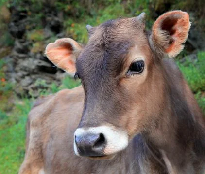 Calf close up Stock Photos