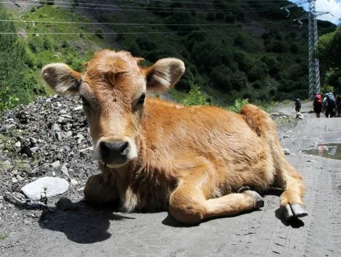 Calf close up Stock Photos