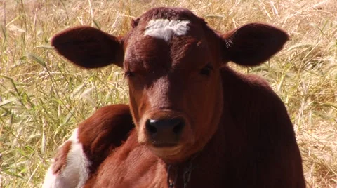 Calf closeup lying on a meadow Stock Footage 50875411