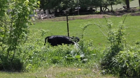 Calf comes back to mom Stock Footage 6732120