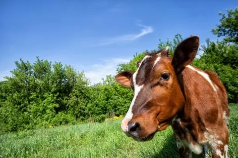 Calf of the cow on background of trees Stock Photos