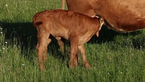 Calf, cow Vídeos de archivo 79900600