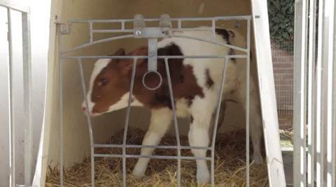 Calf in crate,  스톡 동영상 39432976