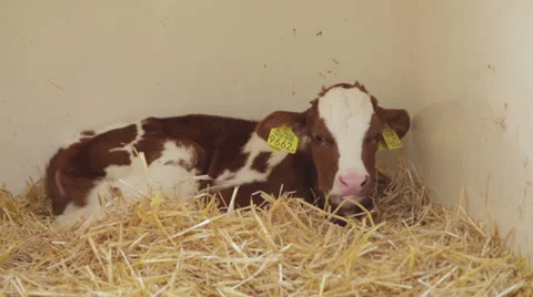 Calf in crate, The Netherlands,  Stock Footage 39432337