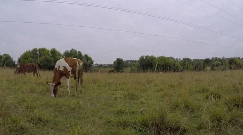 Calf curiously looking at the camera, then licks his leg. 库存影片 55849036