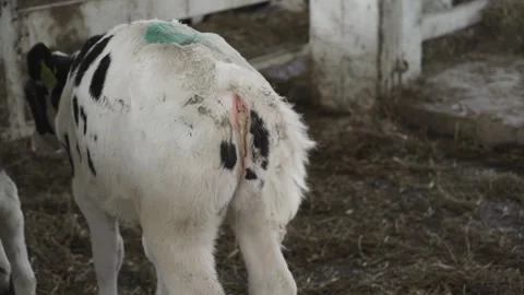 The calf defecates. Beef farm Stock Footage 245390228