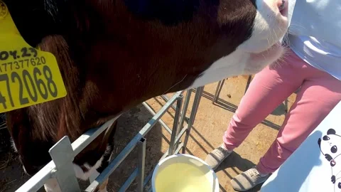 The calf does not allow itself to be petted. Stock Footage 243994337