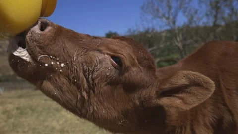 Calf drinking from a bottle 库存影片 254601729