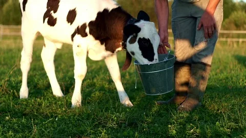 Calf drinking cows milk from bucket. Farmer feeding calf with milk from bucket Stock Footage 79880420