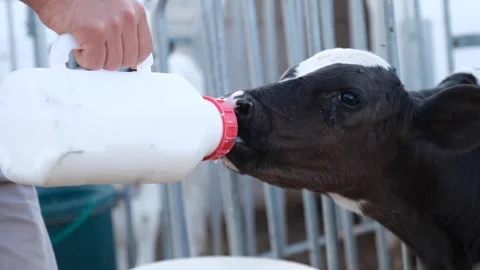 Calf drinking milk from a bottle 2 Stock Footage 294045187