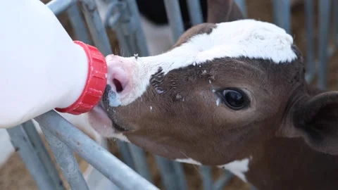 Calf drinking milk from a bottle 3 Stock Footage 294045159