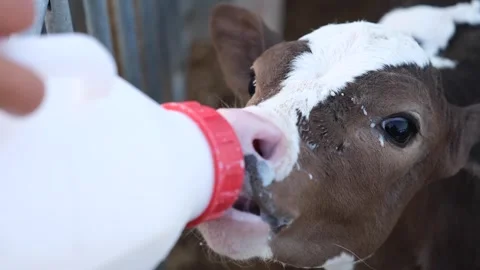 Calf drinking milk from a bottle 4 Stock Footage 294061128