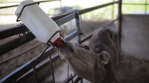 Calf drinking milk from bottle  Stock Footage 65174749