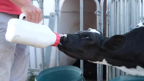Calf drinking milk from a bottle Stock Footage 294045137