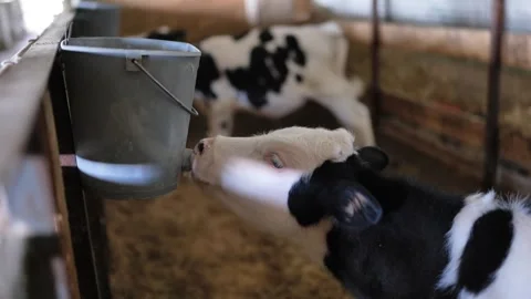 Calf drinking milk from a bucket feeder in a barn, young animal in farm nursery Stock Footage 346309559
