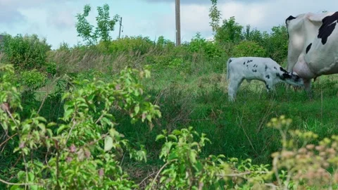 Calf drinking milk from a cow. Stock Footage 329065677