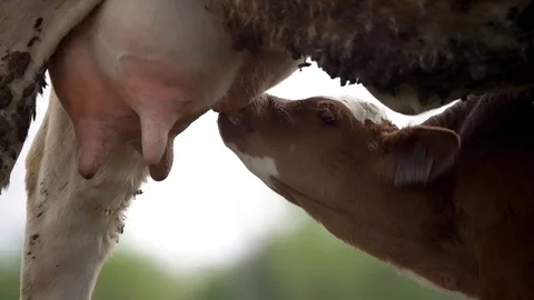 Calf drinking milk from cow's udder Stock Footage 129703137