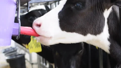 Calf is drinking milk Stock Footage 22541299