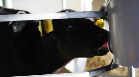 Calf is drinking milk Stock Footage 22557973