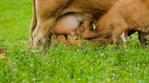 Calf drinking milk Video stock 271347333