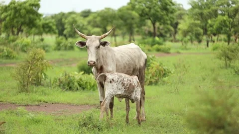 Calf drinking milk Stock Footage 292990381