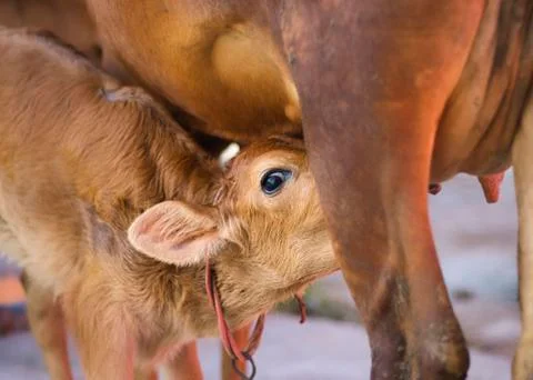 Calf drinking milk from mother cow Stock Photos