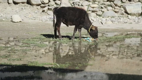 Calf drinking from puddle, Mustang, Nepal Video stock 139741095