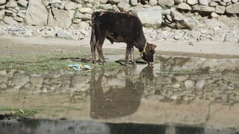 Calf drinking from puddle, Mustang, Nepal Video stock 139741103