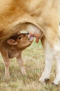 Calf drinking from the udder Stock Photos