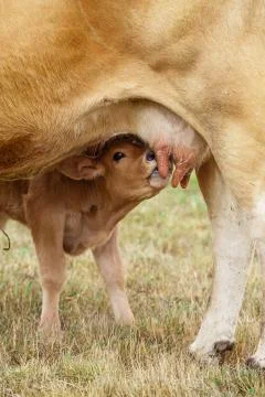 Calf drinking from the udder 스톡 사진