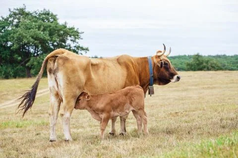 Calf drinking from the udder Stock Photos