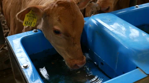 Calf drinking water in the barn, South Korea Stock Footage