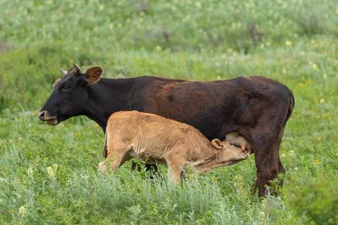 A calf drinks milk from the udder of its mother cow in a pasture Stock Photos