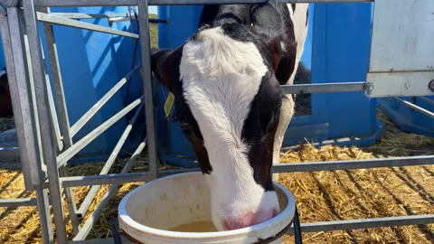The calf drinks water from a bucket. Stock Footage 156599320